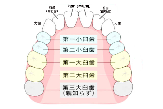 浦安市の歯医者 矯正歯科 あらかわ歯科医院 親知らずの抜歯