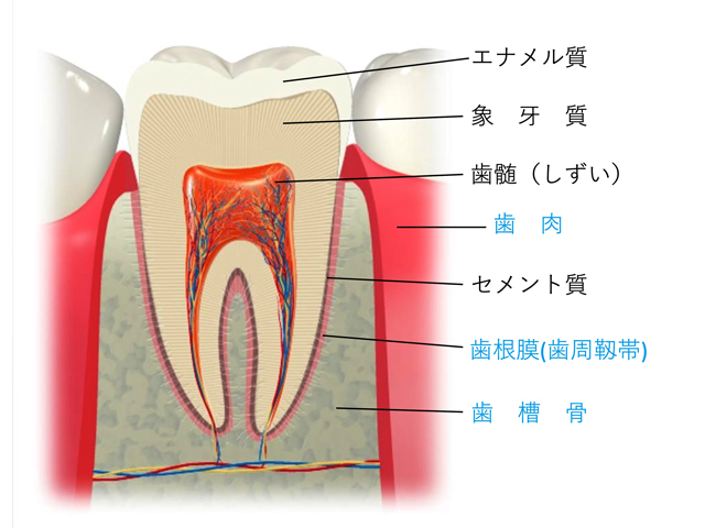 浦安市の歯医者 矯正歯科 あらかわ歯科医院 歯周病治療